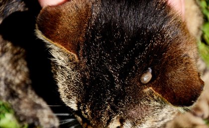 the top of a dark brown cat's head with a tick visible near its ear